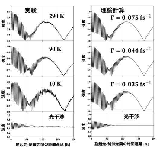 図1. フォノン強度の励起光と制御光と時間遅延依存性。左は実験結果、右は理論計算結果。 Γは電子デコヒーレンス時間の逆数に対応するパラメーターである。