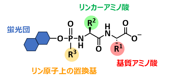 図1. 蛍光プローブの分子設計 （1）蛍光団、（2）リン原子上の置換基、（3）リンカーアミノ酸、（4）基質アミノ酸の各モジュールを組み合わせることで、所望の蛍光プローブを開発できる。