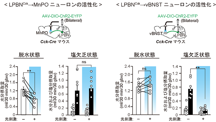 図2 LPBNのCckニューロンの活性化による水分摂取および塩分摂取の抑制。 上図: MnPOへ連絡するCckニューロンおよびvBNSTへ連絡するCckニューロンの光活性化。 下図: Cckニューロンを活性化した際、しなかった際の水分・塩分摂取量の違い。