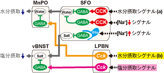 図3 水分摂取および塩分摂取を抑制する神経回路の全体像。 黄色と赤色のシグナルの伝達機構が今回明らかになった。 