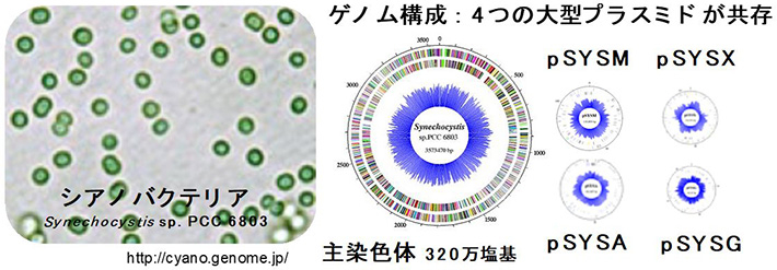 図1 シアノバクテリアSynechocystis sp. PCC 6803のゲノム構成 